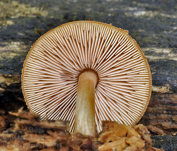 Pluteus_plautus_bo3943