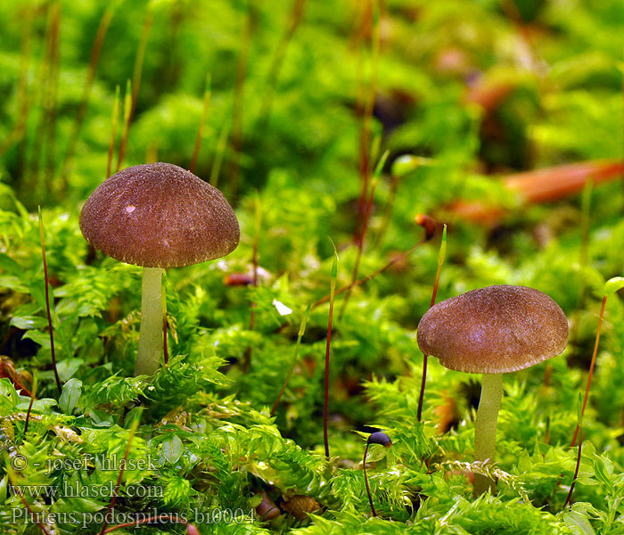 Pluteus podospileus minutissimus Štítovka vločkatá