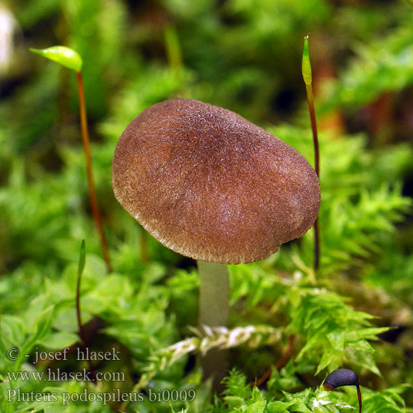 Pluteus podospileus bi0009