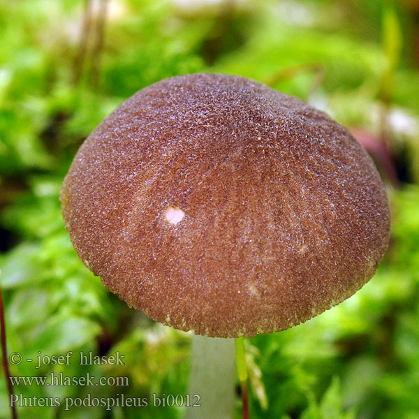 Pluteus podospileus bi0012