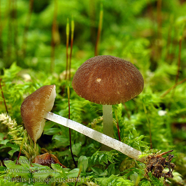 Pluteus podospileus bi0017