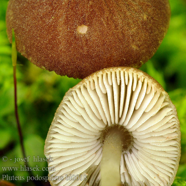 Flockfotsskölding Pluteus podospileus minutissimus