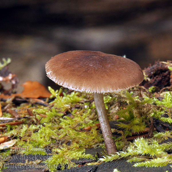 Pluteus podospileus bi6167