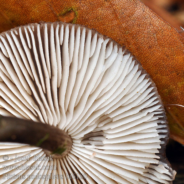 Pluteus podospileus bi6180