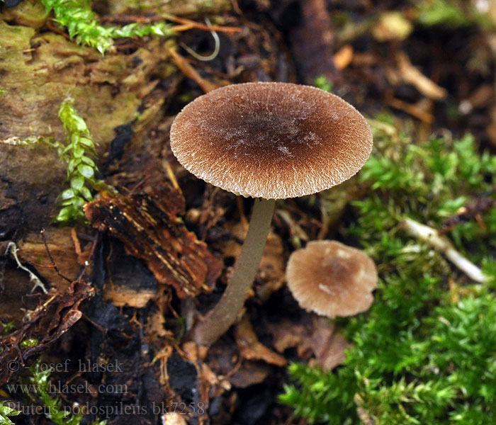 Pluteus_podospileus_bk7258