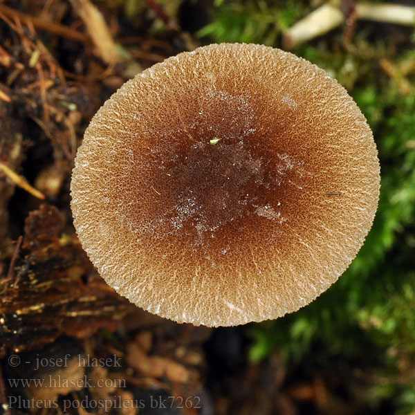 Pluteus podospileus Flockenstieliger Dachpilz