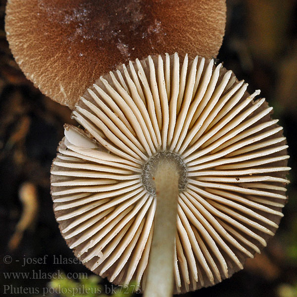 Pluteus_podospileus_bk7273