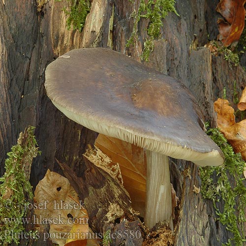 Pluteus pouzarianus ac8580