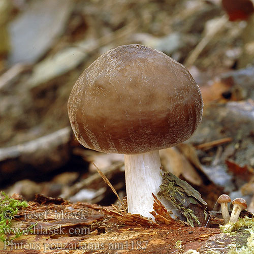 Pluteus pouzarianus am1187