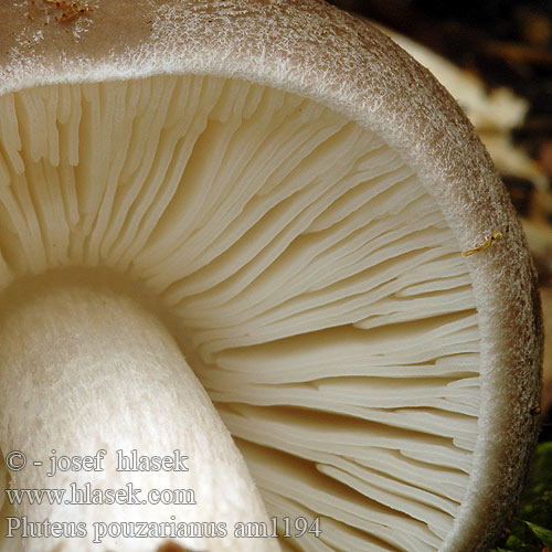 Pluteus pouzarianus am1194