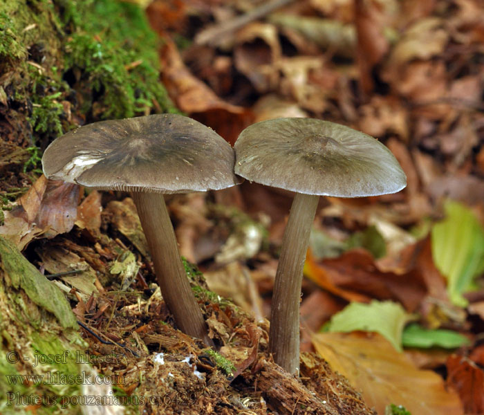 ščitovka Schnallendachpilz Naaldhouthertezwam Pluteus pouzarianus