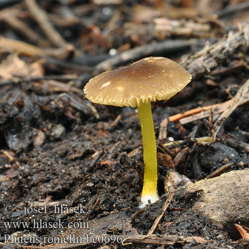 Pluteus romellii lutescens Gelbstieliger Dachpilz Štítovka Romellova Gulstokket skærmhat Lehtolahorusokas Geelsteelhertezwam キアシベニヒダタケ Sárgalábú csengettyűgomba Gulfotskjermsopp Drobnołuszczak żółtonogi Плютей Ромелля Štítovka žltohlúbiková Romellova ščitovka Gulfotsskölding Gulskölding