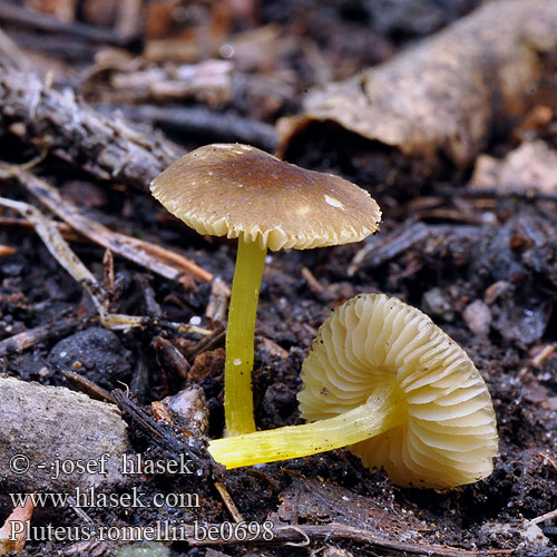 Pluteus romellii be0698