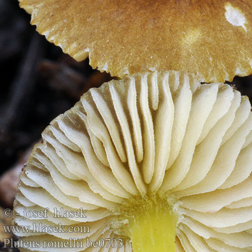 Pluteus romellii be0703