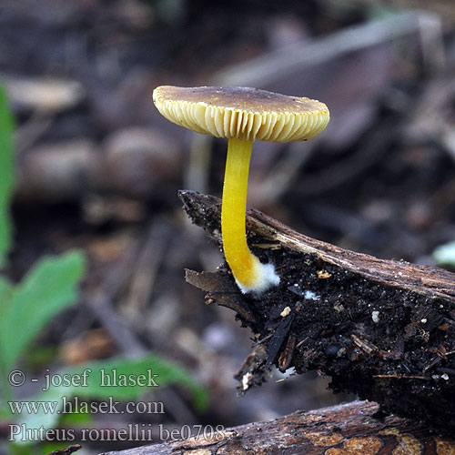 Pluteus romellii be0708