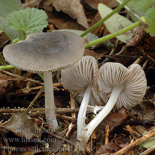 Pluteus salicinus Štítovka vrbová Willow Shield