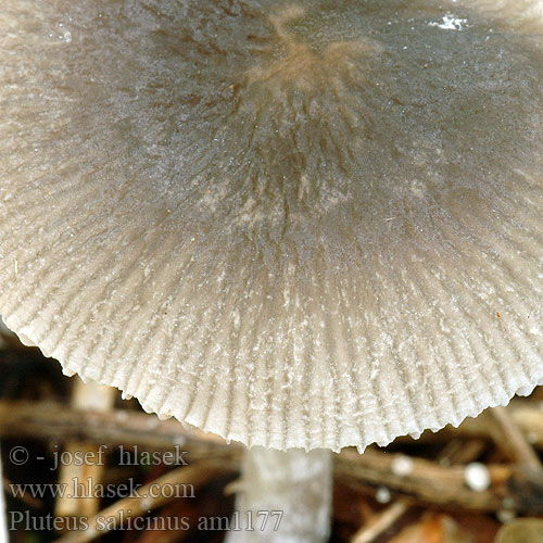 Pluteus salicinus am1177