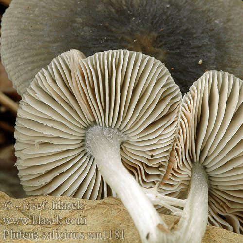 Pluteus salicinus am1181