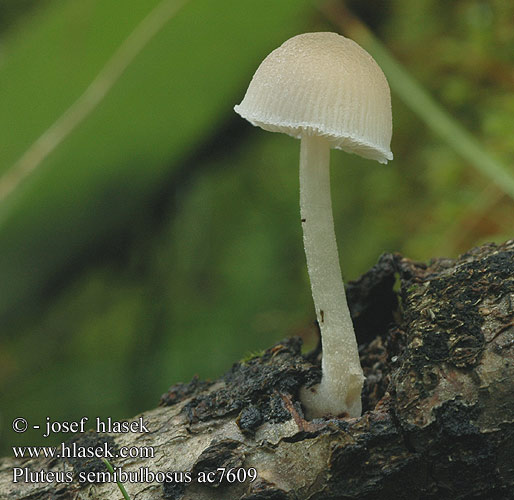 Pluteus semibulbosus ac7609