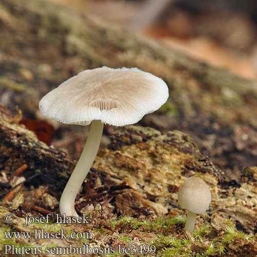 Pluteus semibulbosus be3499