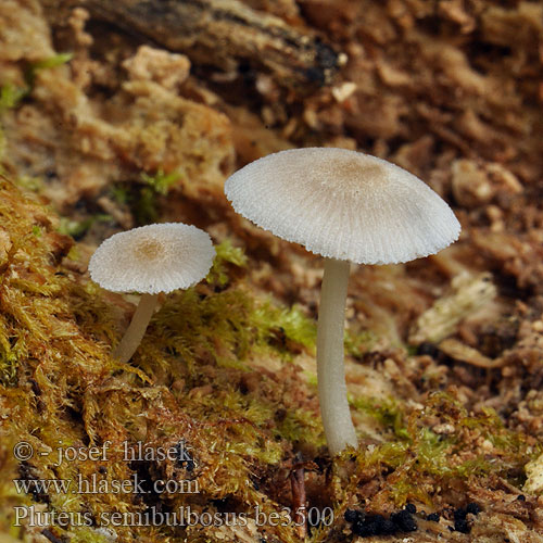 Pluteus semibulbosus be3500