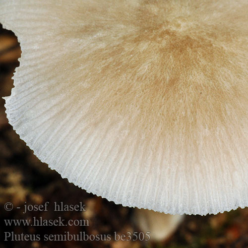 Pluteus semibulbosus be3505