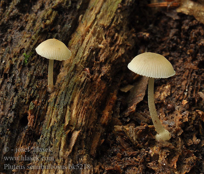 Pluteus semibulbosus Belkasta ščitovka Mugulnapsik