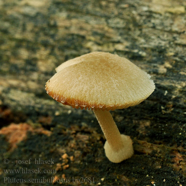 Pluteus_semibulbosus_bp2681