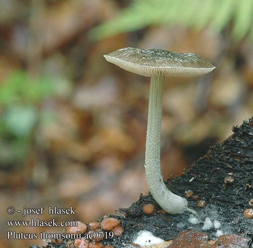 Pluteus thomsonii Štítovka Thomsonova sivá