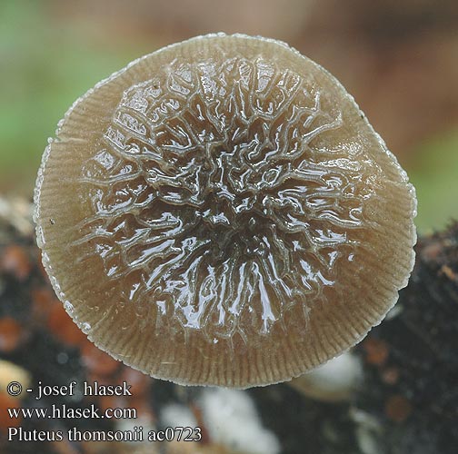 Pluteus thomsonii ac0723