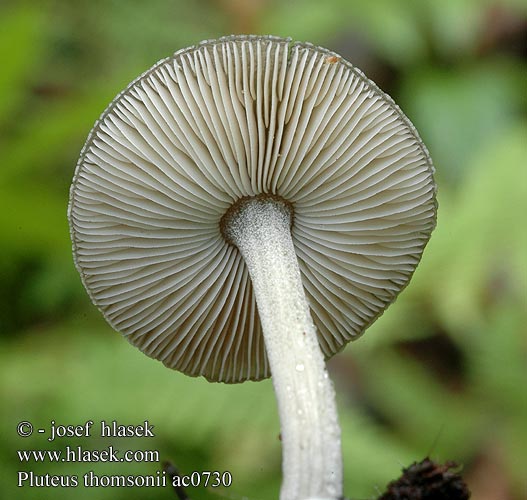 Pluteus thomsonii Graustieliger Adern-Dachpilz