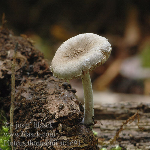 Pluteus thomsonii ac1691