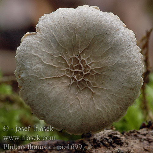 Åderskölding Pluteus thomsonii cinereus Štítovka Thomsonova