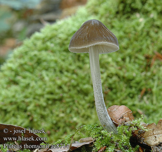 Pluteus thomsonii Gråstokket Skærmhat cinereus