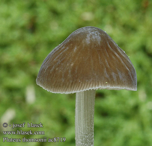 Pluteus thomsonii Plutée Thomson Thomsonova ščitovka