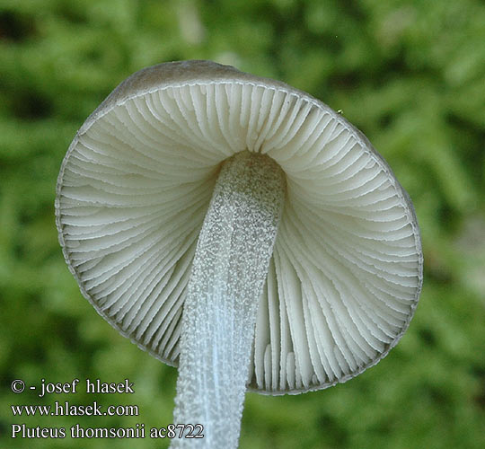 Pluteus thomsonii ac8722