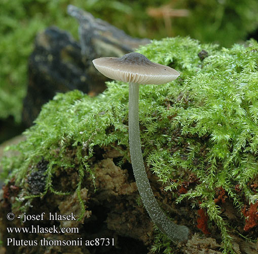 Pluteus thomsonii ac8731