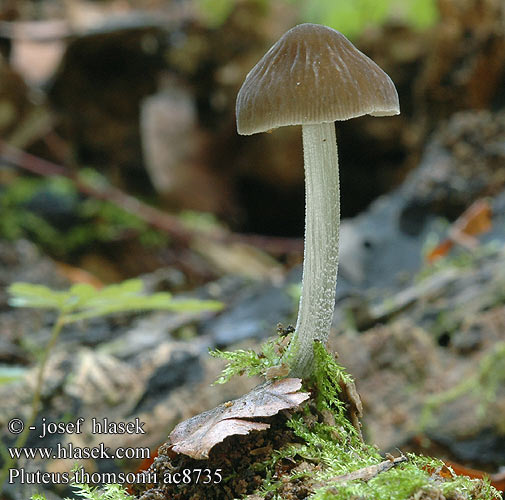 Pluteus thomsonii Gråstokket Skærmhat cinereus Plutée