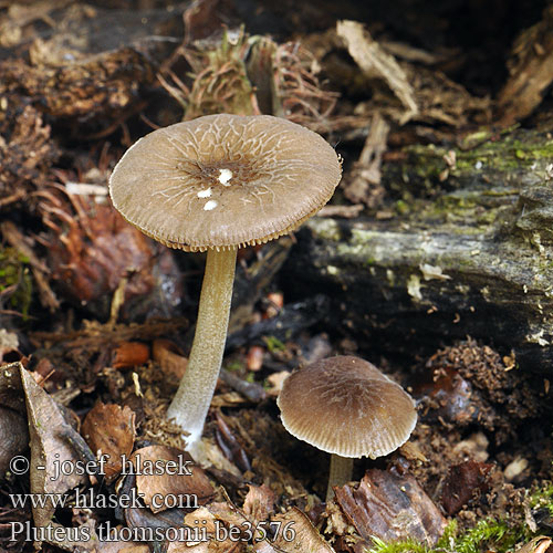 Pluteus thomsonii be3576