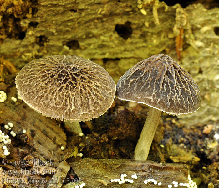 Pluteus thomsonii bi3705