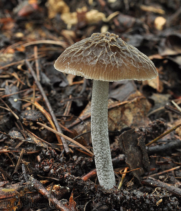 Štítovka Thomsonova Pluteus thomsonii