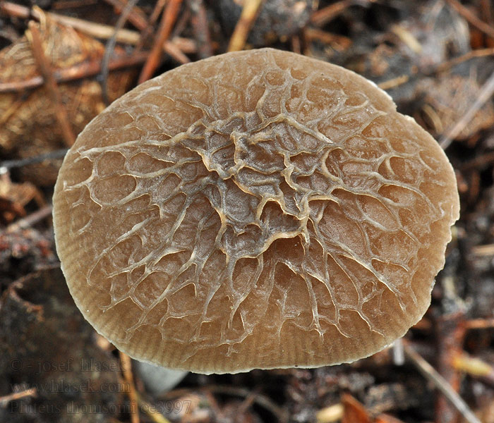 Drobnołuszczak szarostopowy Pluteus thomsonii