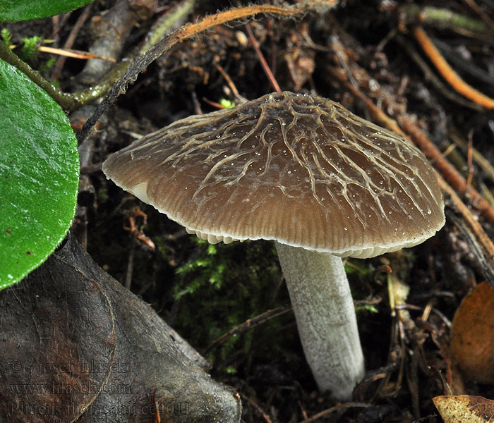 Graustieliger Adern-Dachpilz Pluteus thomsonii