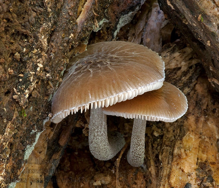 Thomsonova ščitovka Плютей Томсона Pluteus thomsonii