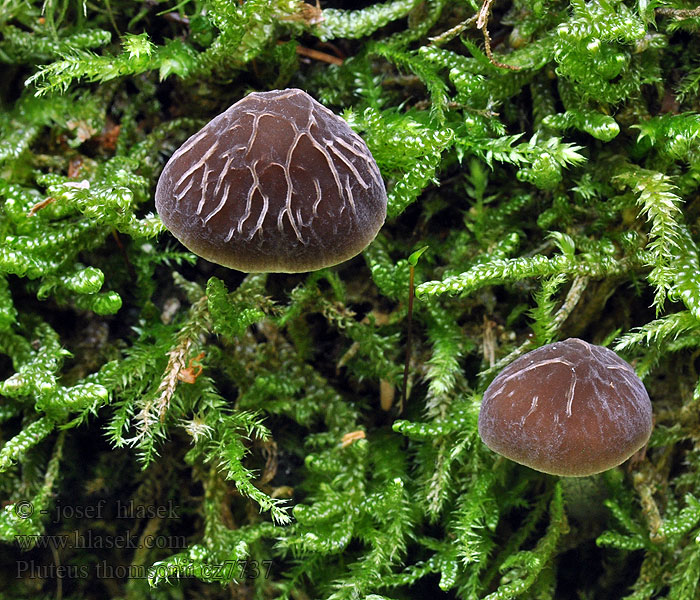 Gråstokket Skærmhat Plutée Thomson Pluteus thomsonii