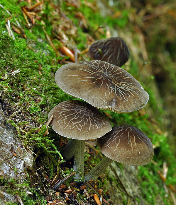 Graustieliger Adern-Dachpilz Roetkleurige Hertezwam Pluteus thomsonii