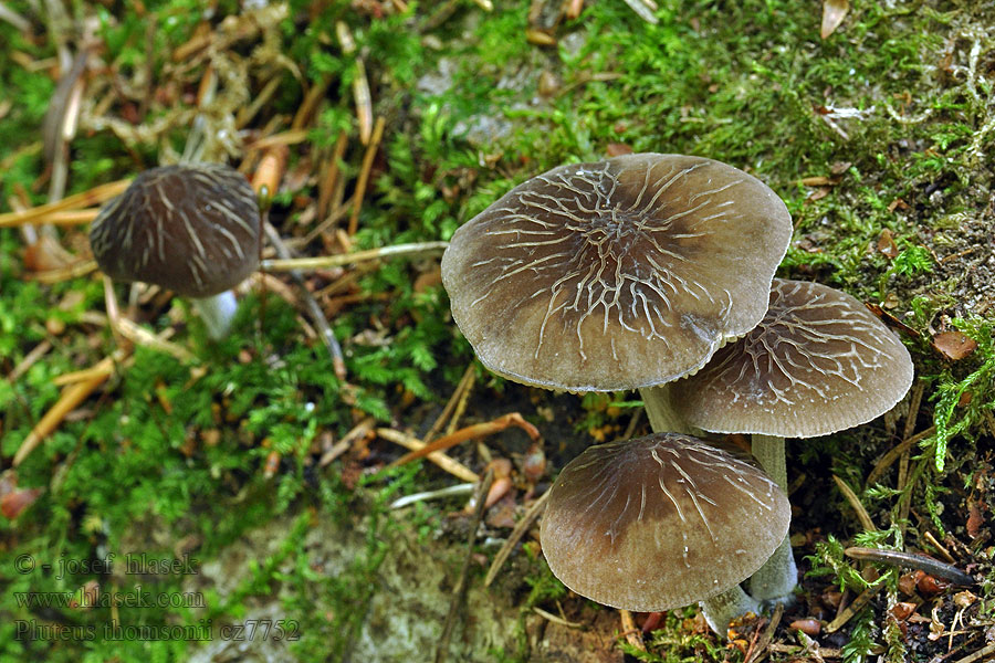 Drobnołuszczak szarostopowy szarotrzonowy Pluteus thomsonii