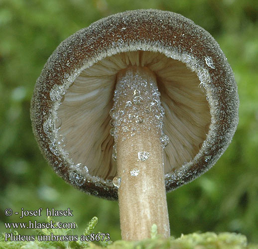 Pluteus umbrosus Štítovka stinná vláknitá Plutée brun d'ombre