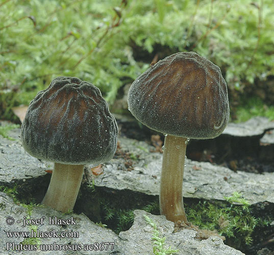 Pluteus umbrosus Schwarzsamtiger Dachpilz Schwarzflockiger