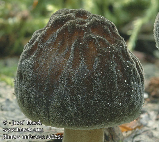 Pluteus umbrosus Borstskölding Pronkhertezwam チドリベニヒダタケ